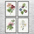 Flowers Botanical Art Prints Set of 4 Flowers Botanical Art Prints Set of 4