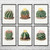 Barrel Cactus Botanical Art Prints Set of 6 Barrel Cactus Botanical Art Prints Set of 6