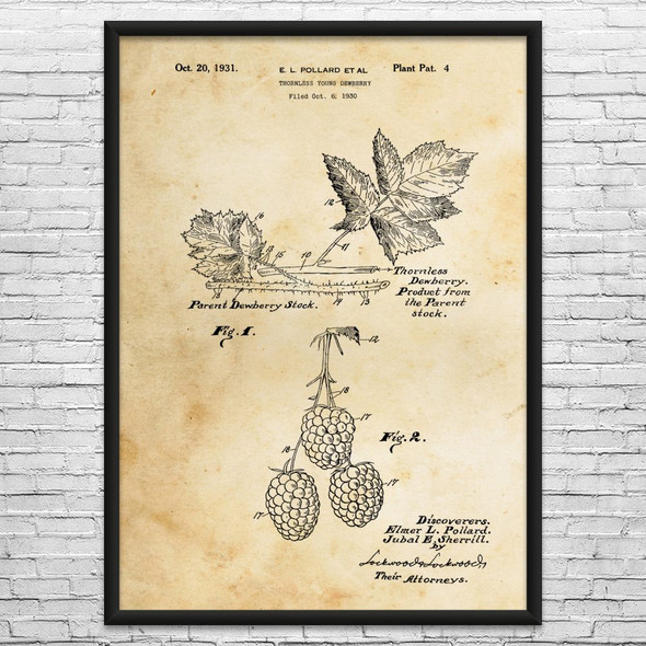 Dewberry Fruit Patent Wall Art