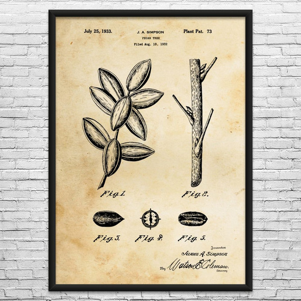 Pecan Tree Patent Wall Art