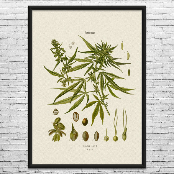 Cannabis Botanical Art Print