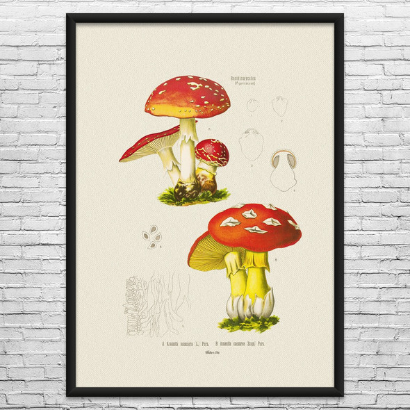 Mushroom Botanical Art Print