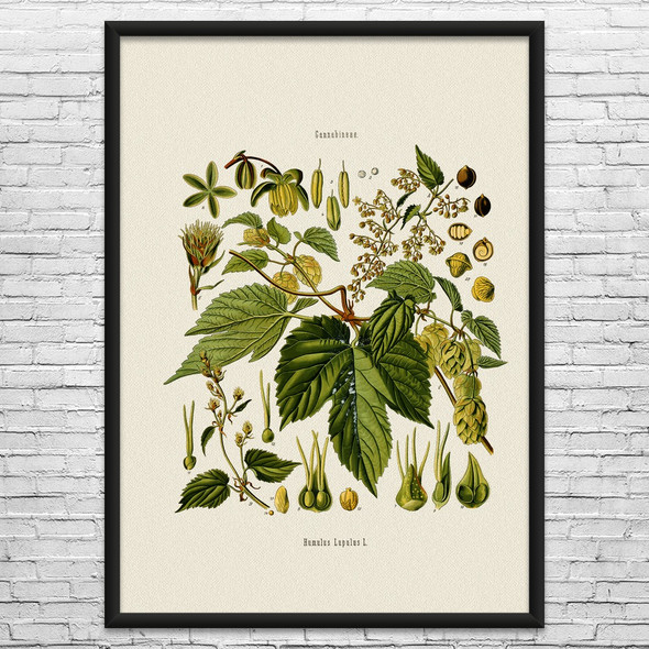 Hops Botanical Art Print