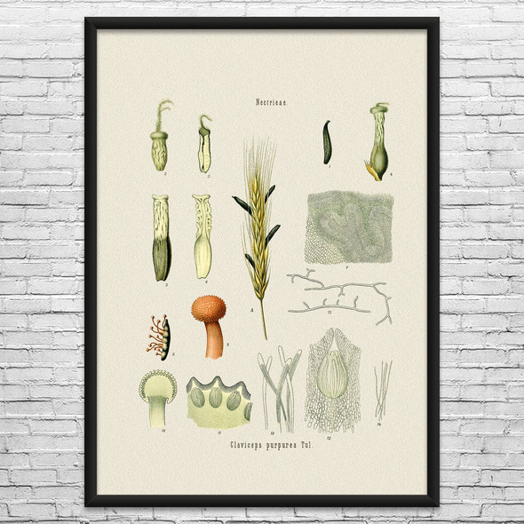 Ergot Fungus Botanical Art Print