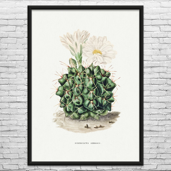 Black Chin Cactus Botanical Art Print