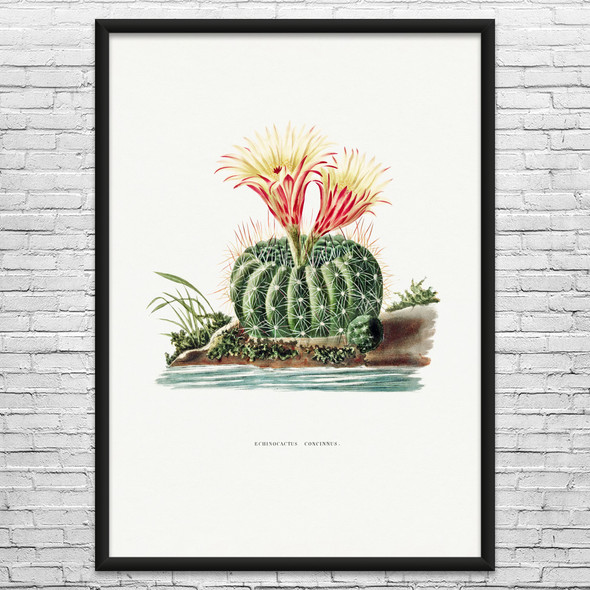 Sun Cup Cactus Botanical Art Print Sun Cup Cactus Botanical Art Print