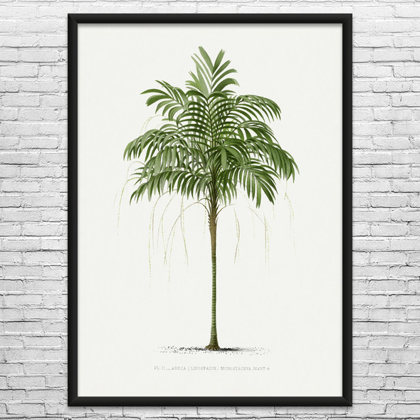 Areca Palm Tree Botanical Art Print