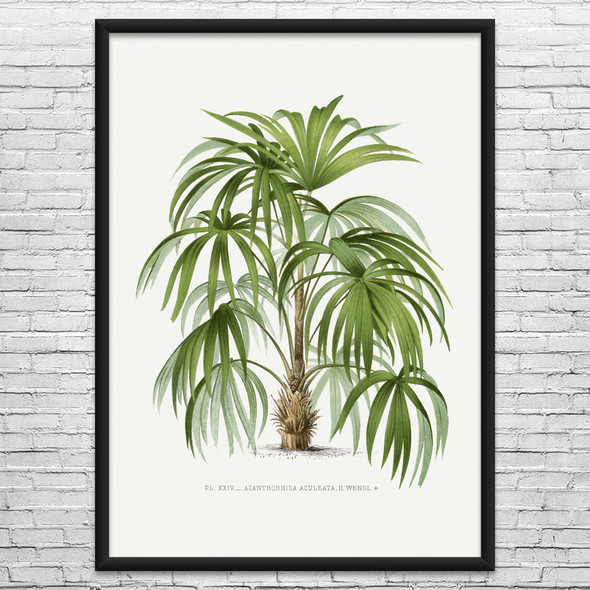 Acanthorhiza Palm Tree Botanical Art Print