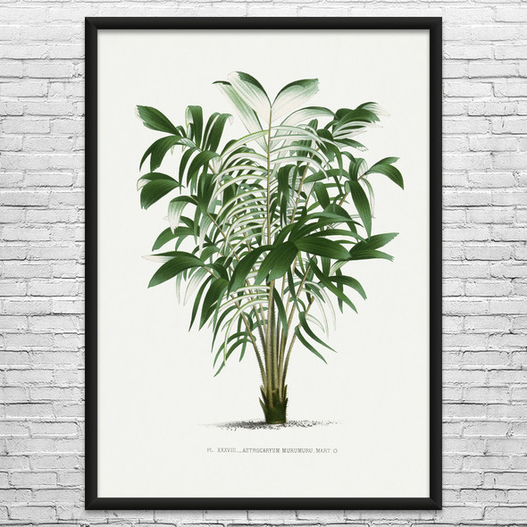 Murumuru Palm Tree Botanical Art Print Murumuru Palm Tree Botanical Art Print