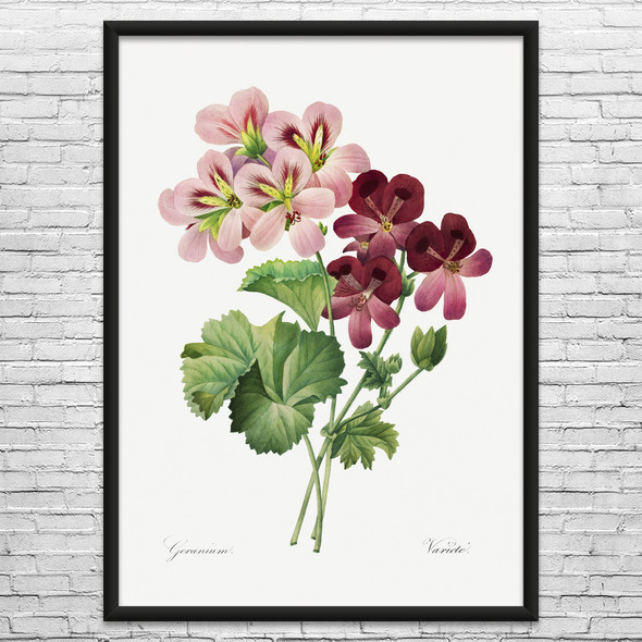 Geranium Botanical Art Print Geranium Botanical Art Print
