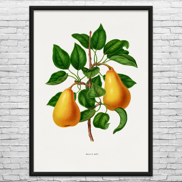Pear Botanical Art Print