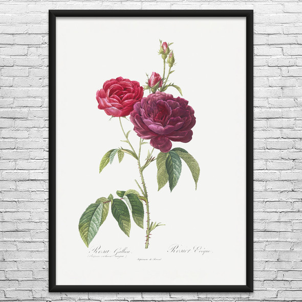 Purple French Rose Botanical Art Print