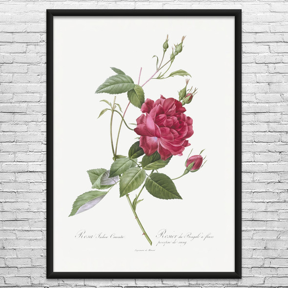 Red Bengal Rose Botanical Art Print