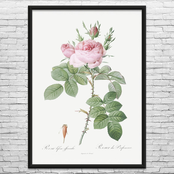 Rose of Perfume Botanical Art Print Rose of Perfume Botanical Art Print