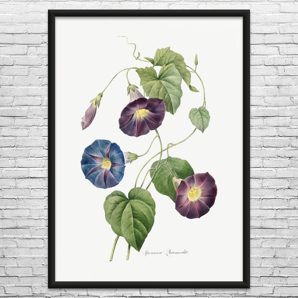 Morning Gory Botanical Art Print