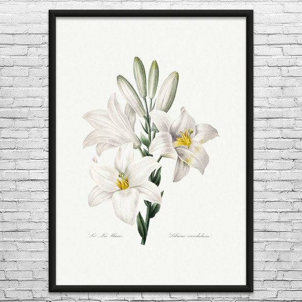 White Lily Botanical Art Print