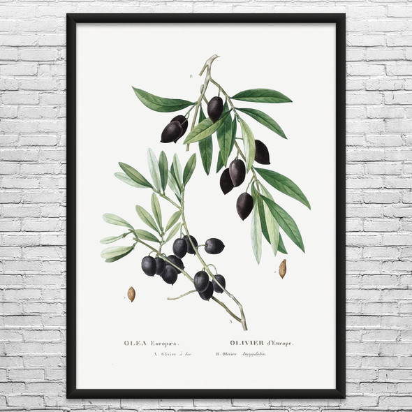 Black Olive Botanical Art Print