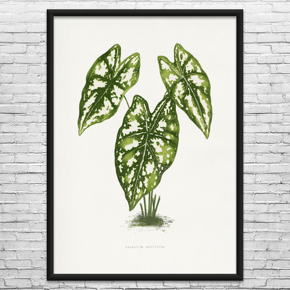 Caladium Botanical Art Print