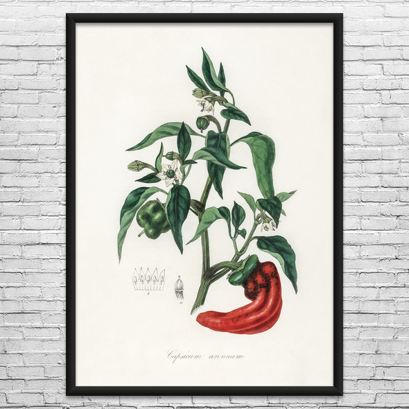 Chili Pepper Botanical Art Print Chili Pepper Botanical Art Print