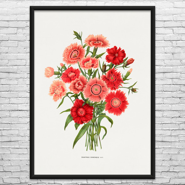 Rainbow Pink Flower Botanical Art Print
