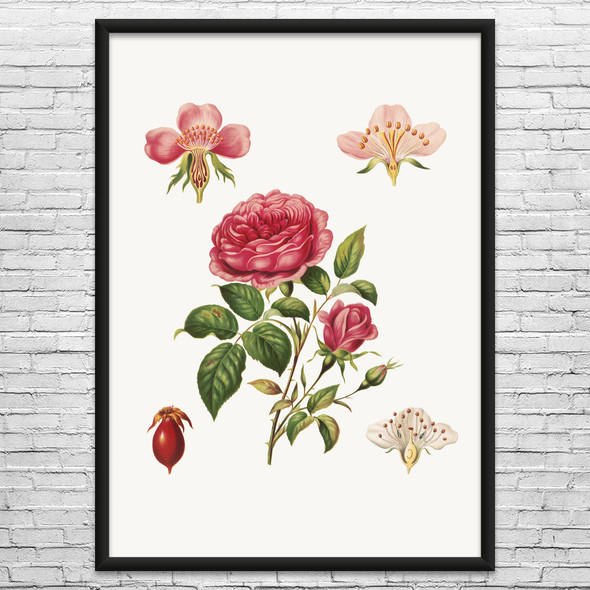 Rose & Its Parts Botanical Art Print