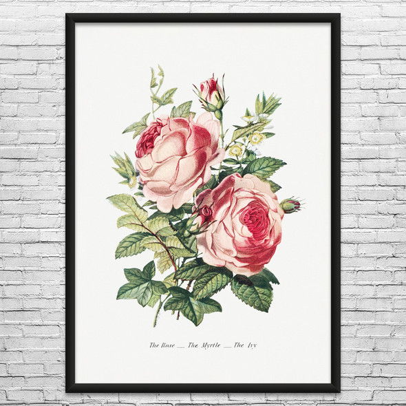 Rose Myrtle & Ivy Botanical Art Print Rose Myrtle & Ivy Botanical Art Print