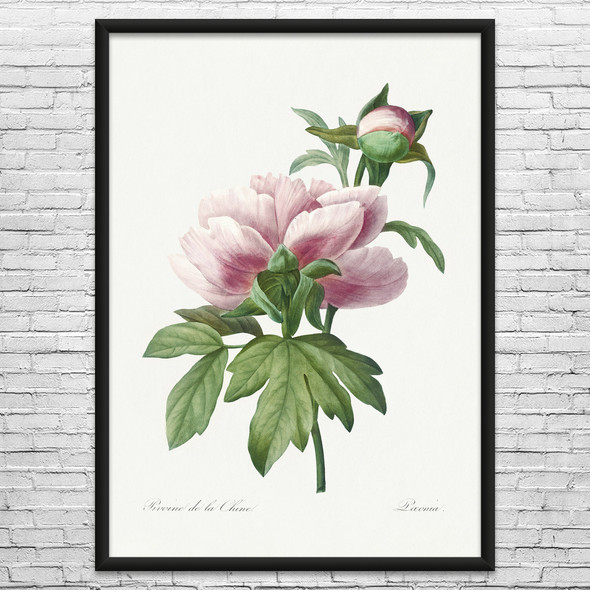 Peony Flower Botanical Art Print