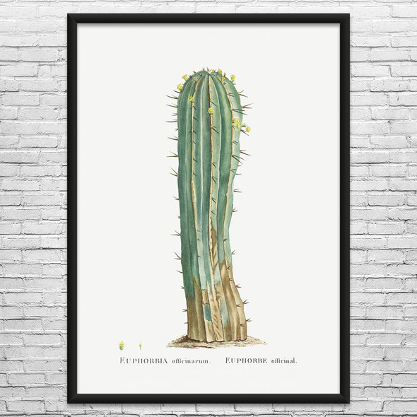 Euphorbia Officinarum Cactus Botanical Art Print Euphorbia Officinarum Cactus Botanical Art Print