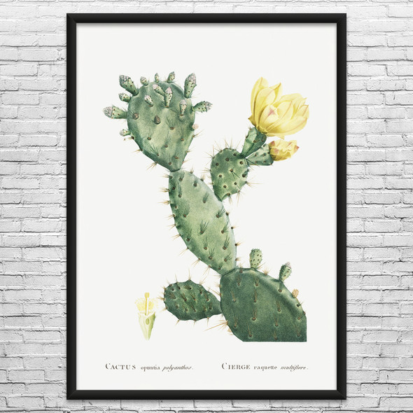 Prickly Pear Cactus Botanical Art Print Prickly Pear Cactus Botanical Art Print