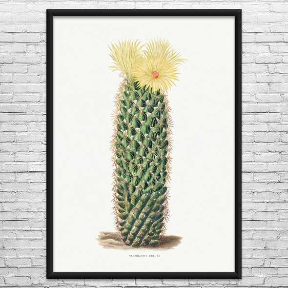 Hedgehog Cactus Botanical Art Print Hedgehog Cactus Botanical Art Print