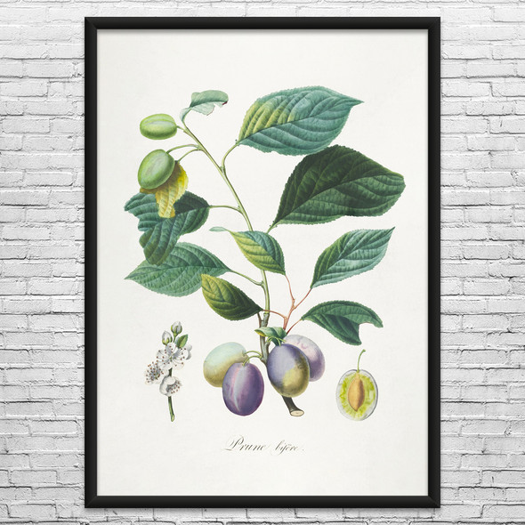 Prune Branch Botanical Art Print