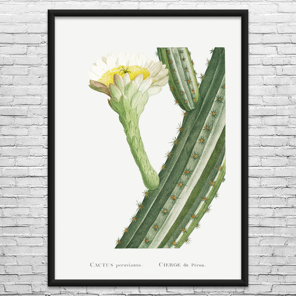 Peruvianus Cactus Botanical Art Print Peruvianus Cactus Botanical Art Print