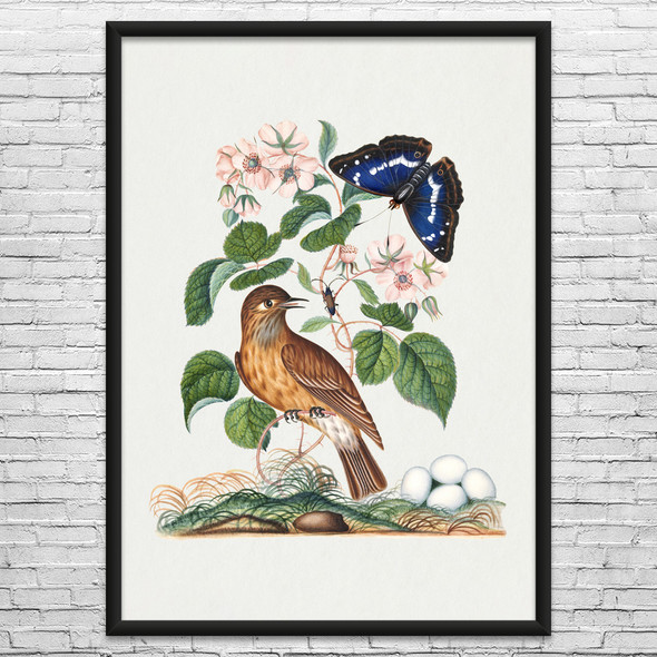 Flycatcher & Butterfly Botanical Art Print Flycatcher & Butterfly Botanical Art Print