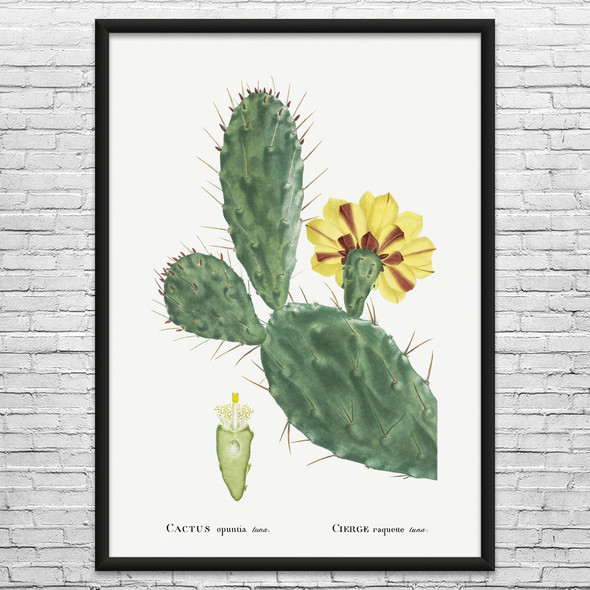 Opuntia Cactus Botanical Art Print