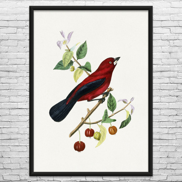 Ramphocelus Bird Botanical Art Print