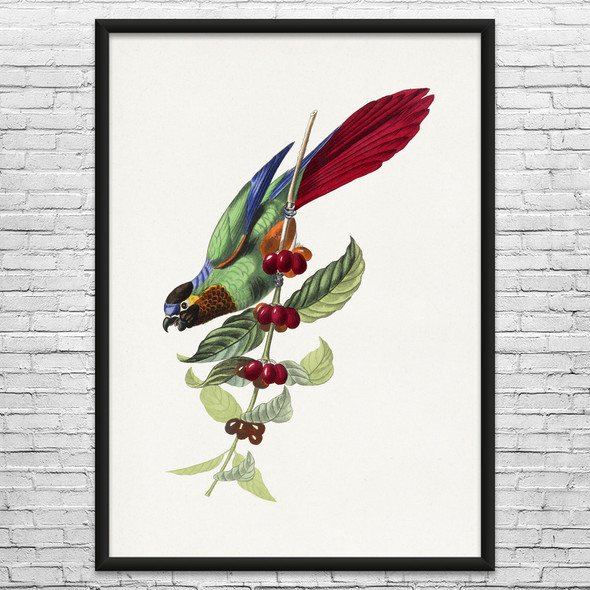 Parakeet & Fruit Botanical Art Print Parakeet & Fruit Botanical Art Print