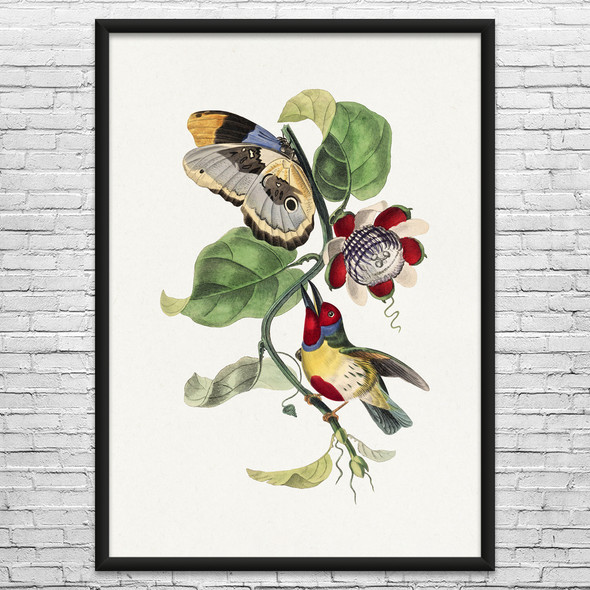 Barbet Bird & Butterfly Botanical Art Print