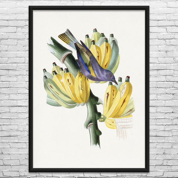 Bird on Bananas Botanical Art Print Bird on Bananas Botanical Art Print