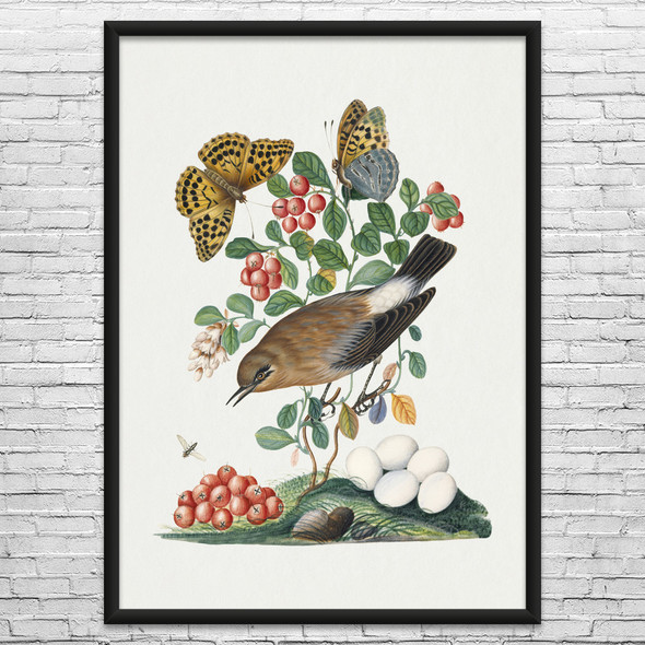 Northern Wheatear & Butterflies Botanical Art Print Northern Wheatear & Butterflies Botanical Art Print