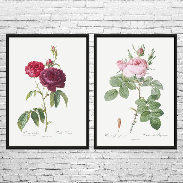 Rose Botanical Art Prints Set of 2