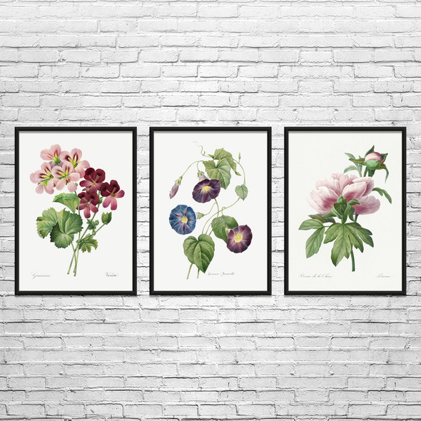 Flowers Botanical Art Prints Set of 3