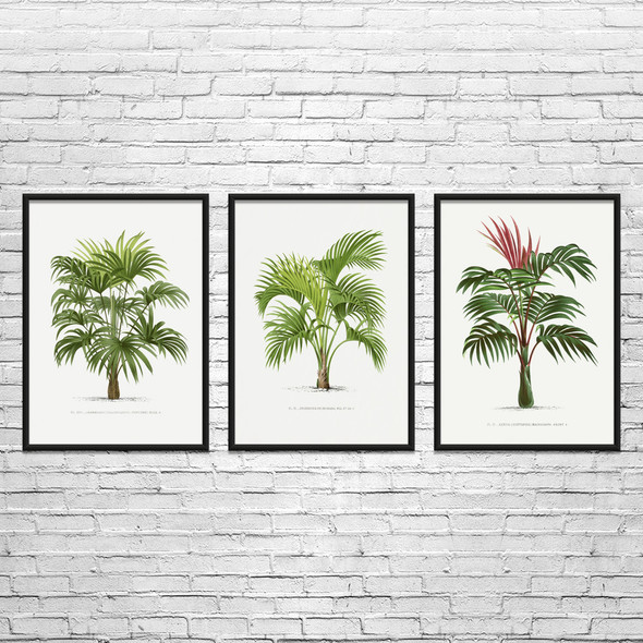 Palm Tree Botanical Art Prints Set of 3