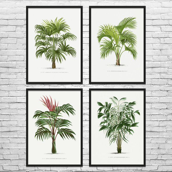 Palm Tree Botanical Art Prints Set of 4