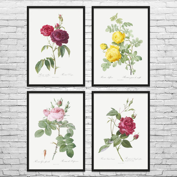 Rose Botanical Art Prints Set of 4