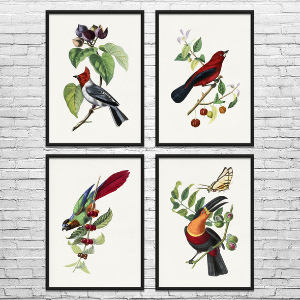 Birds Botanical Art Prints Set of 4