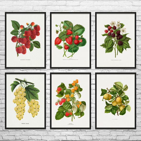 Fruit Botanical Art Prints Set of 6
