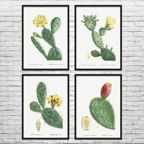 Prickly Pear Cactus Botanical Art Prints Set of 4