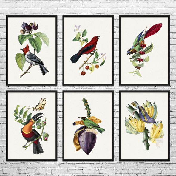 Birds Botanical Art Prints Set of 6