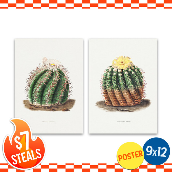 Barrel Cactus Botanical Art Prints Set of 2 Posters (unframed) 9" x 12"