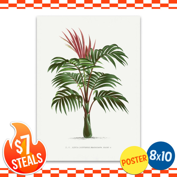 Kentia Palm Tree Botanical Art Print Poster (unframed) 8" x 10"